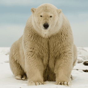 summer learning vft polar bears