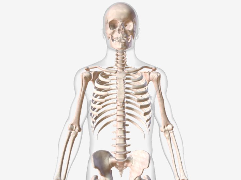 skeletal 785x575
